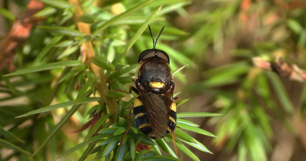Lwinka kameleon, zmróżek kameleon (Stratiomys chamaeleon)
