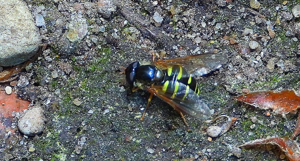 Mszycznik przesiekowiec (Dasysyrphus venustus)