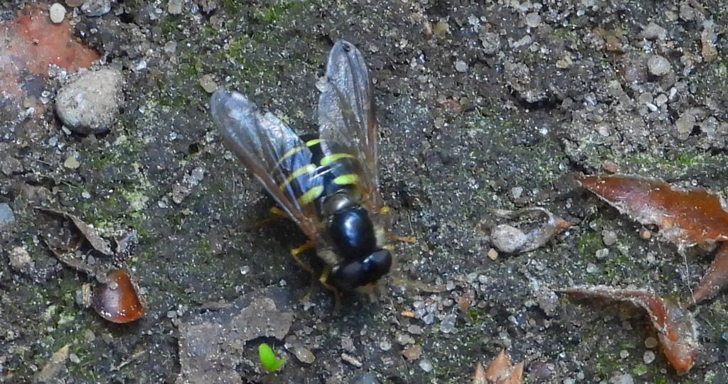 Mszycznik przesiekowiec (Dasysyrphus venustus)