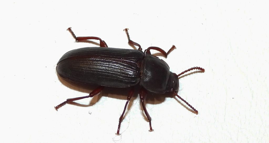 Mącznik młynarek (Tenebrio molitor)