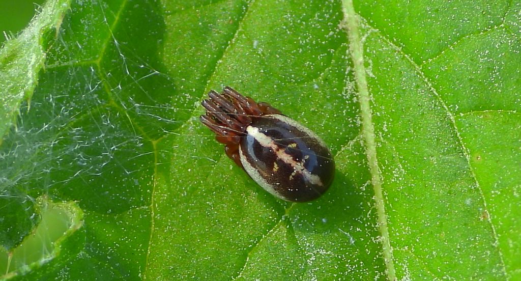 Rośliniowiec (Singa hamata)