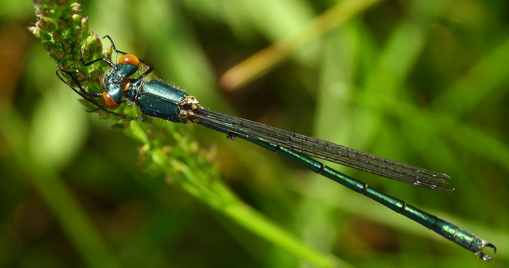 Pałątka zielona (Chalcolestes viridis)