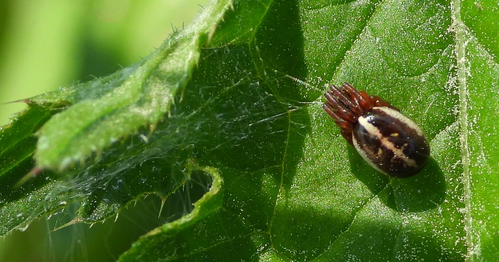 Rośliniowiec (Singa hamata)