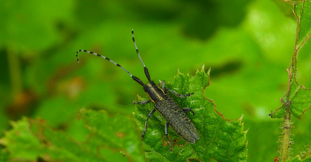Zgrzytnica zielonkawowłosa (Agapanthia villosoviridescens)