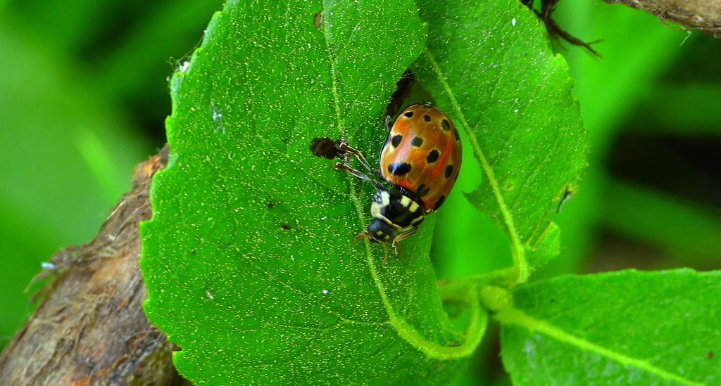 Biedronka oczatka, oczatka (Anatis ocellata)