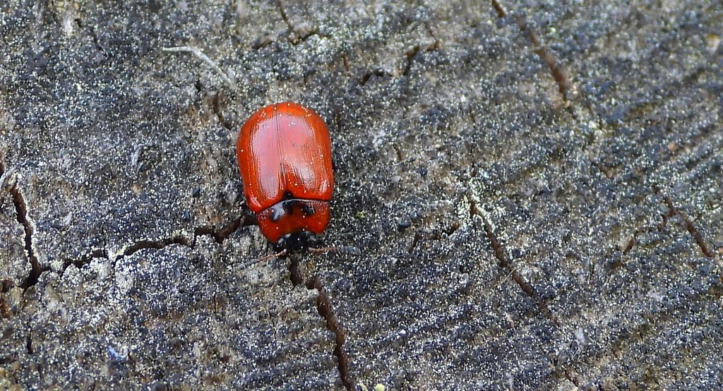 Szubarga dziesięciokropka (Gonioctena viminalis)