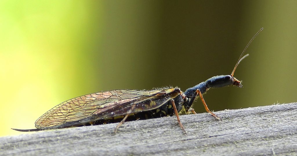 Wielbłądka pospolita (Phaeostigma notata)
