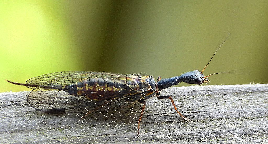 Wielbłądka pospolita (Phaeostigma notata)