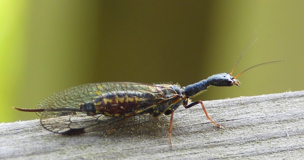 Wielbłądka pospolita (Phaeostigma notata)