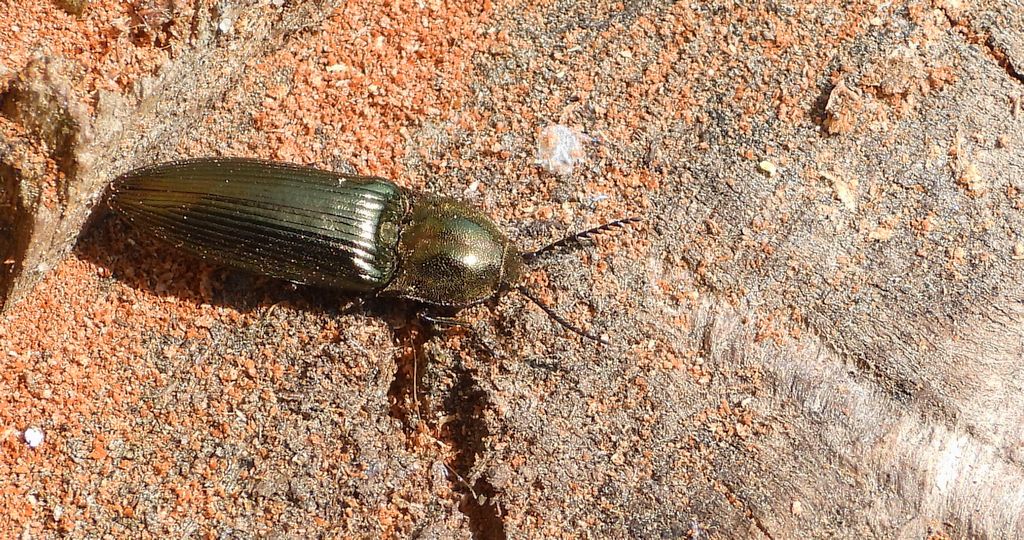 Sprężyk - Ampedus nigerrimus