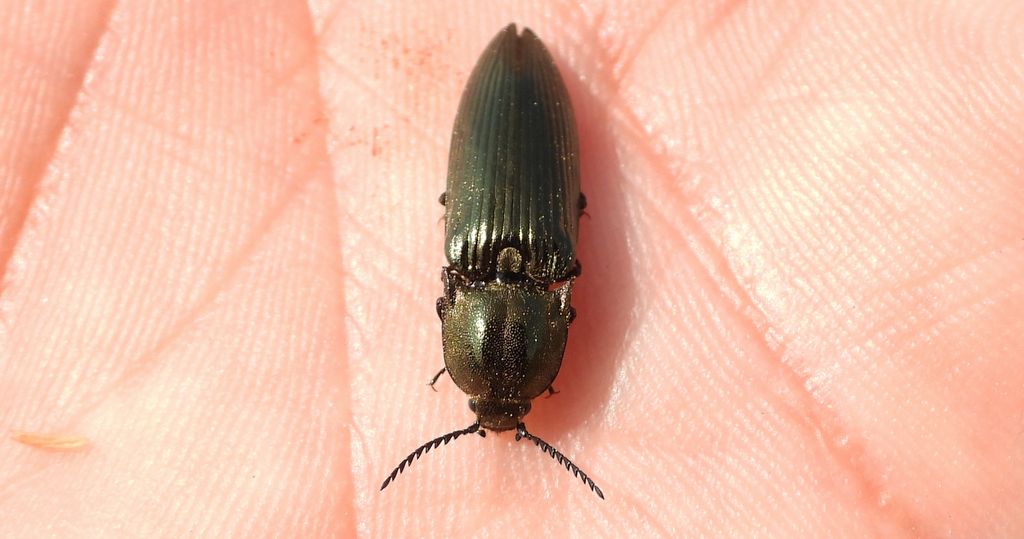 Sprężyk - Ampedus nigerrimus