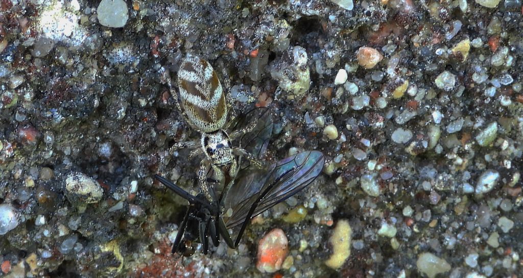 Skakun arlekinowy (Salticus scenicus)