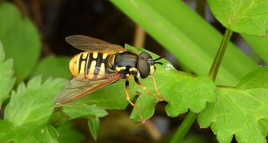 Prężec ostrożny (Chrysotoxum cautum)