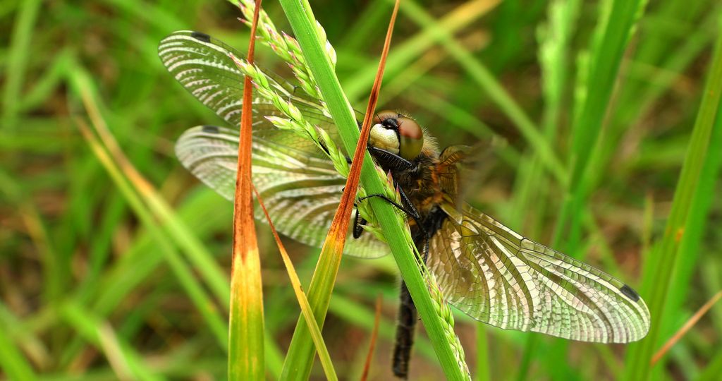 Zalotka czerwonawa (Leucorrhinia rubicunda)