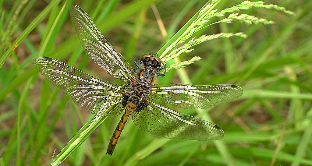 Zalotka czerwonawa (Leucorrhinia rubicunda)