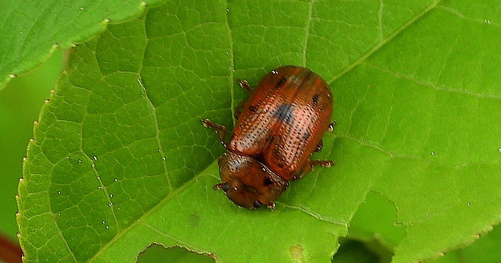 Szubarga pięciokropka (Gonioctena quinquepunctata)
