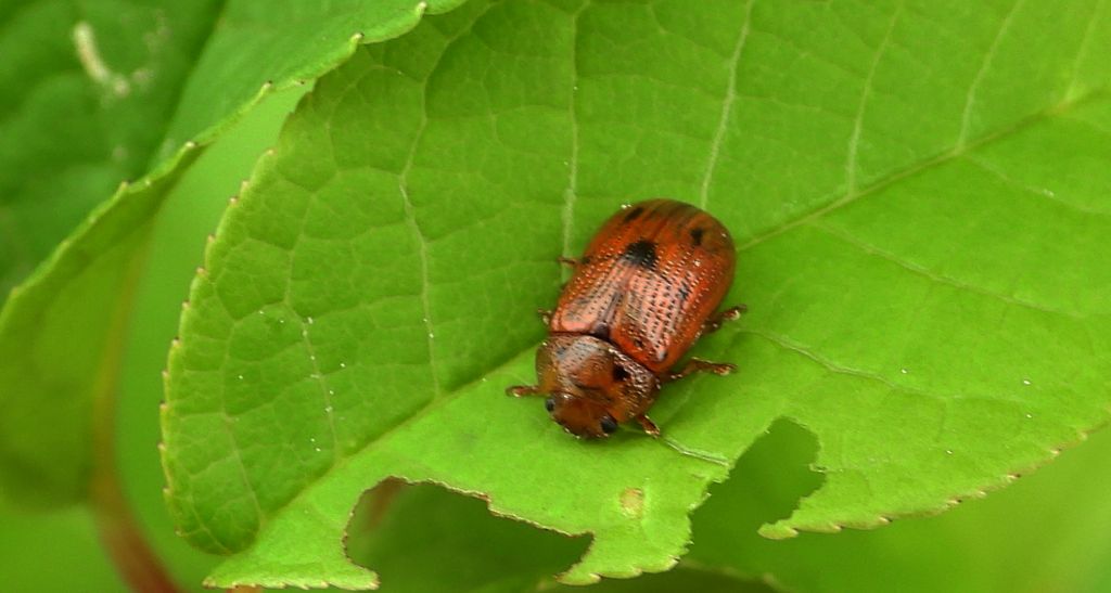 Szubarga pięciokropka (Gonioctena quinquepunctata)