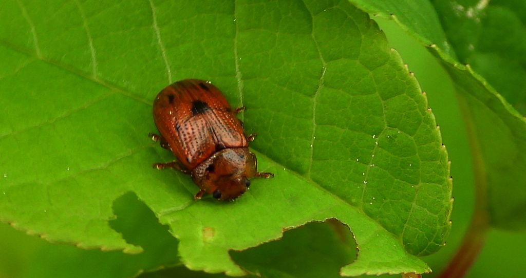 Szubarga pięciokropka (Gonioctena quinquepunctata)