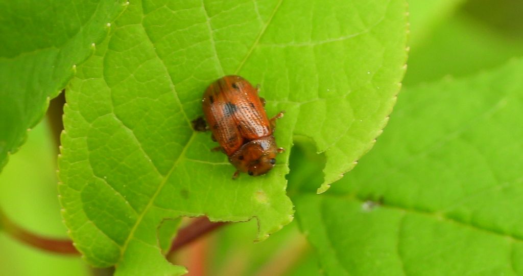 Szubarga pięciokropka (Gonioctena quinquepunctata)
