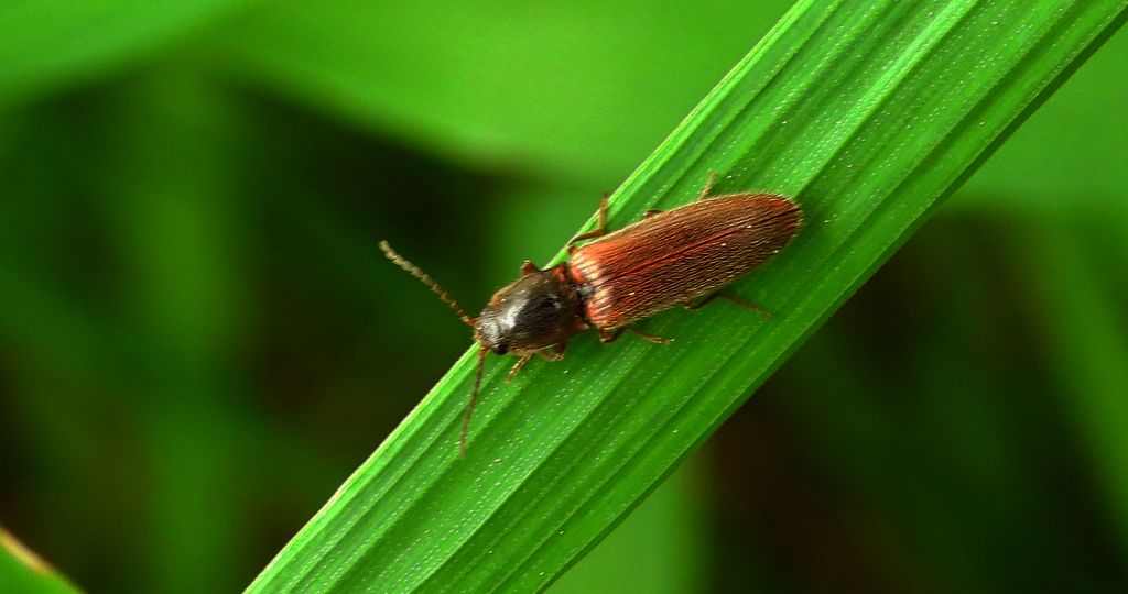 Nieskorek czerniec (Hemicrepidius niger)