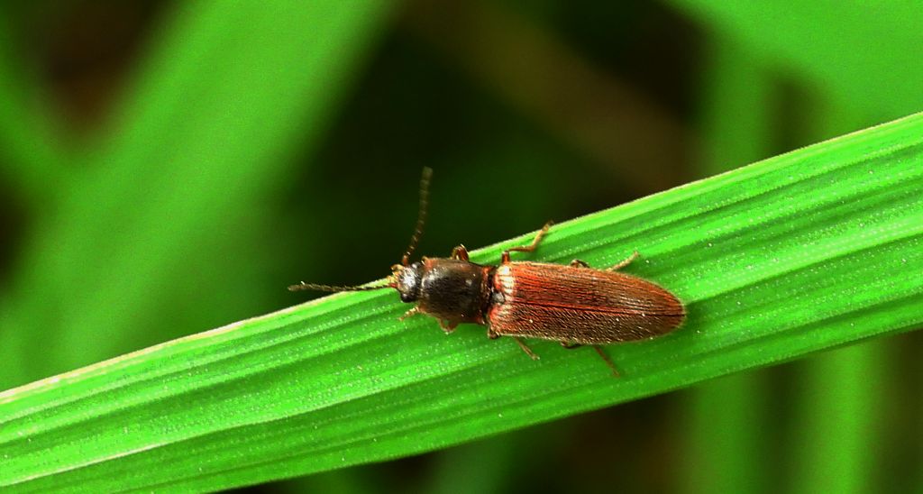 Nieskorek czerniec (Hemicrepidius niger)