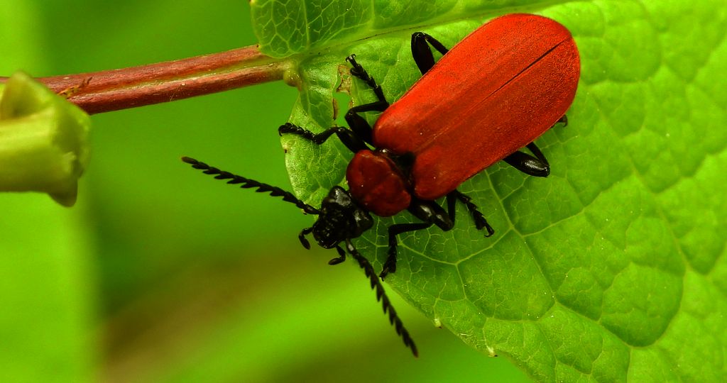 Ogniczek większy (Pyrochroa coccinea)