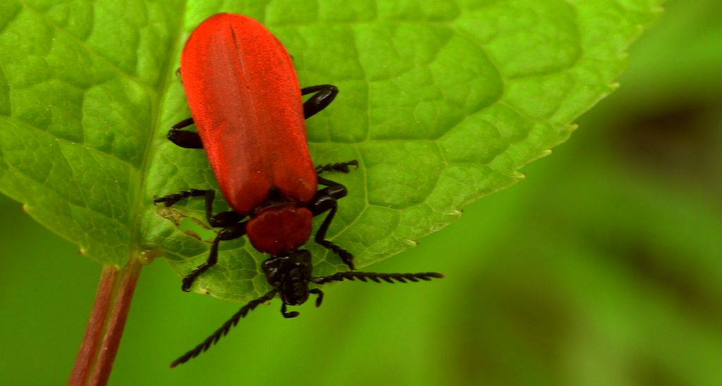Ogniczek większy (Pyrochroa coccinea)