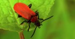 Ogniczek większy (Pyrochroa coccinea)