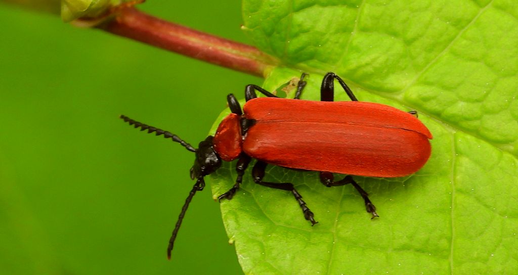 Ogniczek większy (Pyrochroa coccinea)