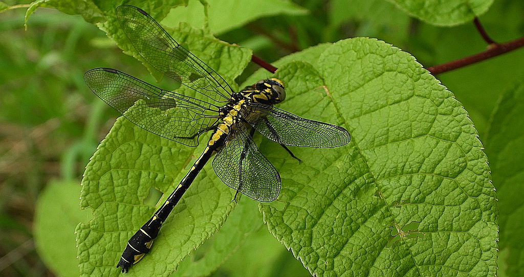 Gadziogłówka pospolita, gadziogłówka zwyczajna (Gomphus vulgatissimus)