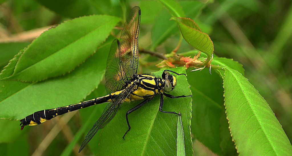 Gadziogłówka pospolita, gadziogłówka zwyczajna (Gomphus vulgatissimus)
