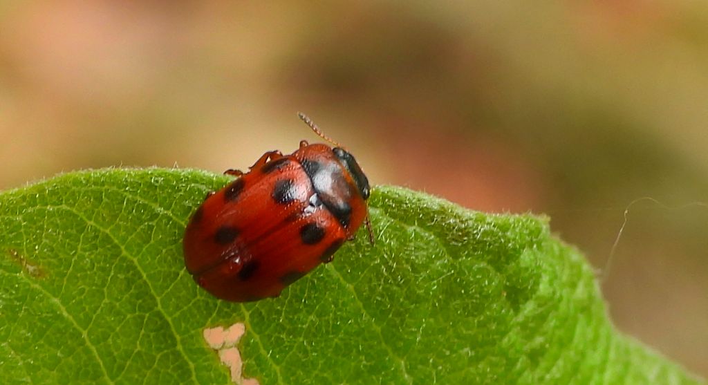 Szubarga dziesięciokropka (Gonioctena viminalis)