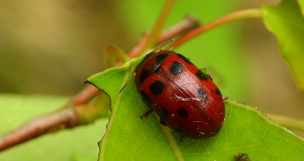 Szubarga dziesięciokropka (Gonioctena viminalis)
