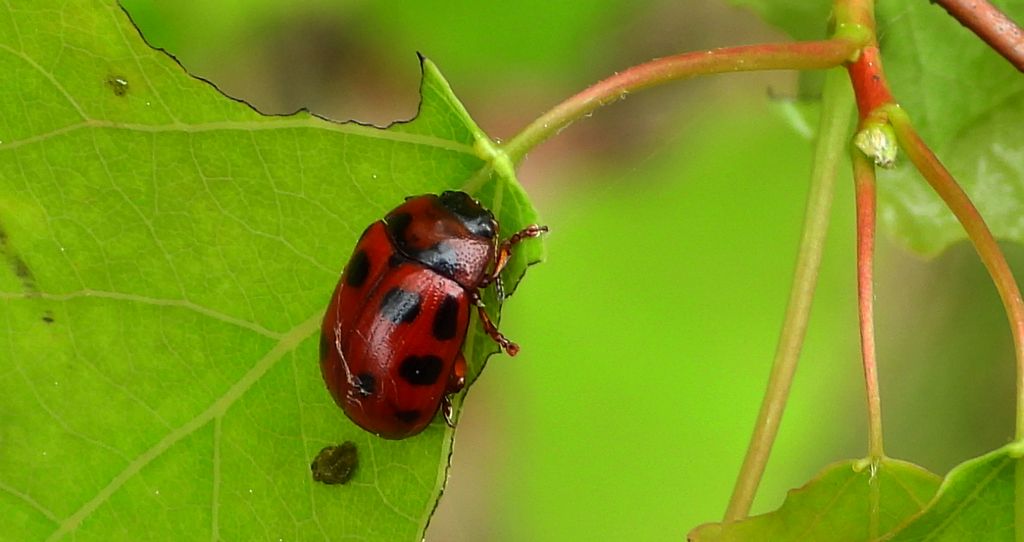Szubarga dziesięciokropka (Gonioctena viminalis)