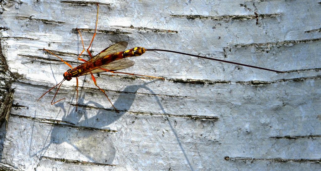 Zgłąb olbrzymi (Megarhyssa vagatoria)