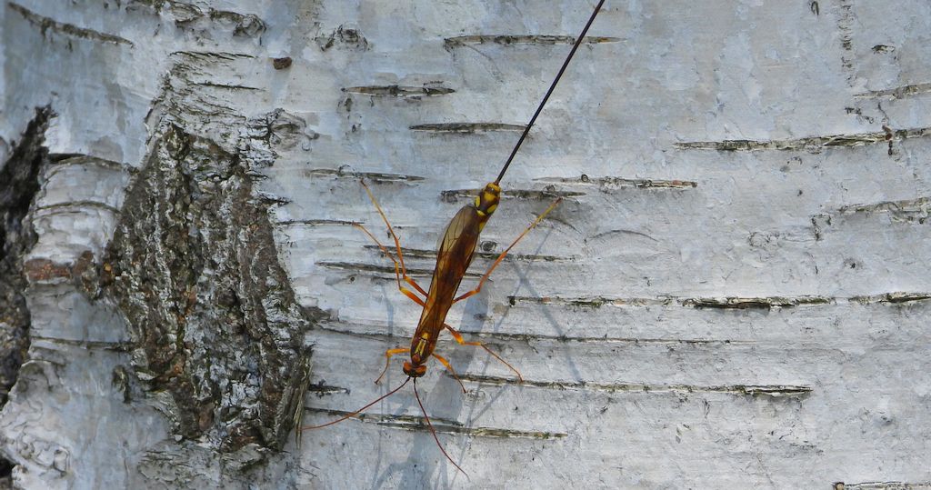 Zgłąb olbrzymi (Megarhyssa vagatoria)