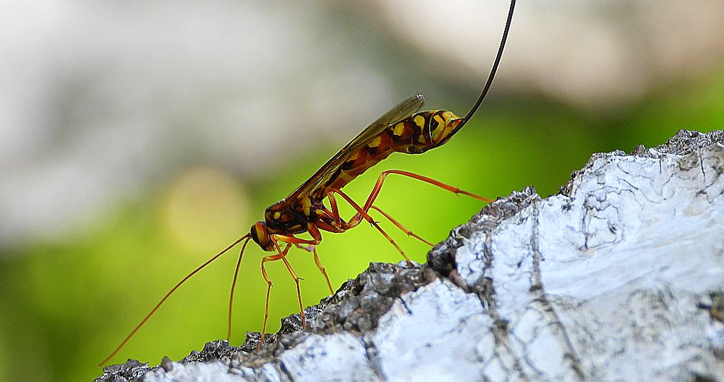 Zgłąb olbrzymi (Megarhyssa vagatoria)