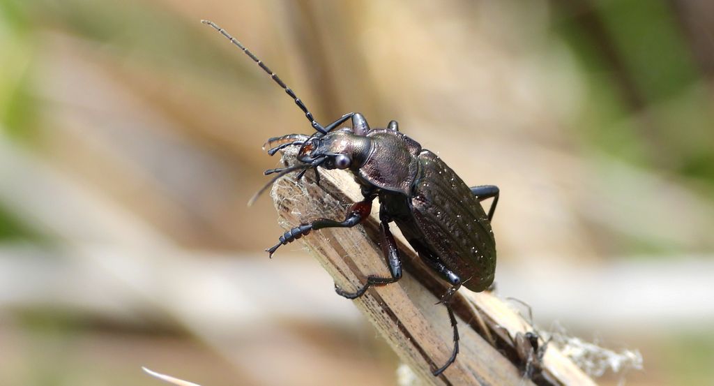 Biegacz granulowany (Carabus granulatus)