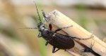 Biegacz granulowany (Carabus granulatus)