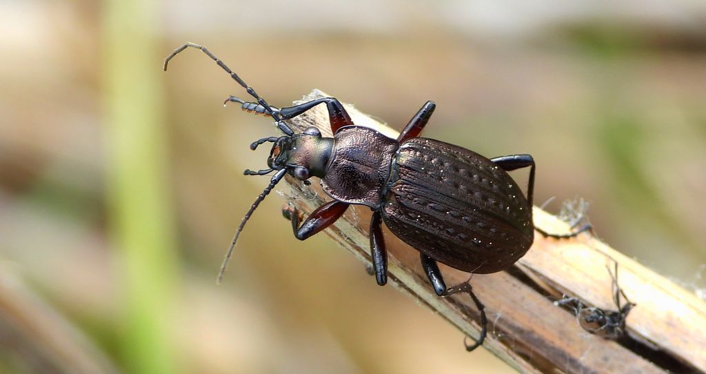 Biegacz granulowany (Carabus granulatus)