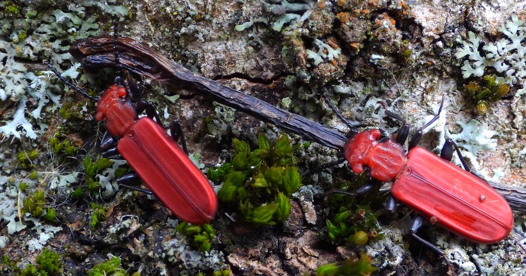 Zgniotek cynobrowy (Cucujus cinnaberinus)