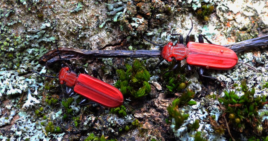 Zgniotek cynobrowy (Cucujus cinnaberinus)