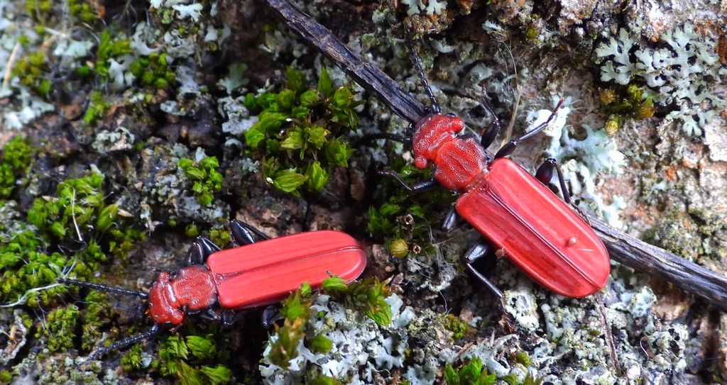 Zgniotek cynobrowy (Cucujus cinnaberinus)