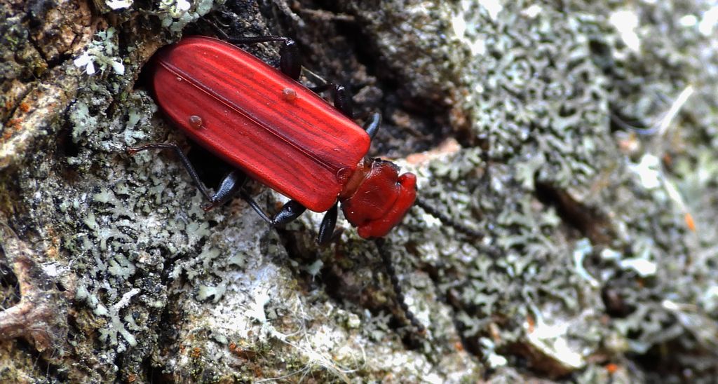 Zgniotek cynobrowy (Cucujus cinnaberinus)