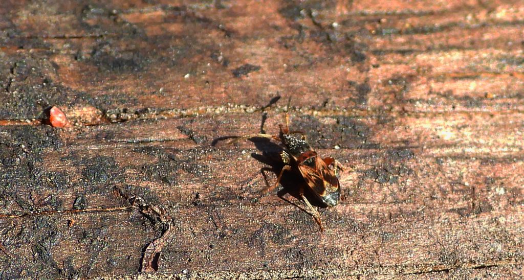 Drzazguń dwuguzek (Scolopostethus affinis)