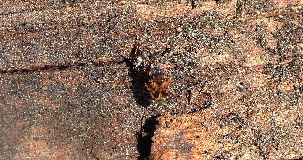 Drzazguń dwuguzek (Scolopostethus affinis)