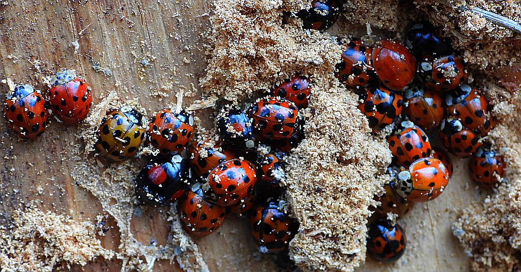 Biedronka azjatycka, arlekin (Harmonia axyridis)