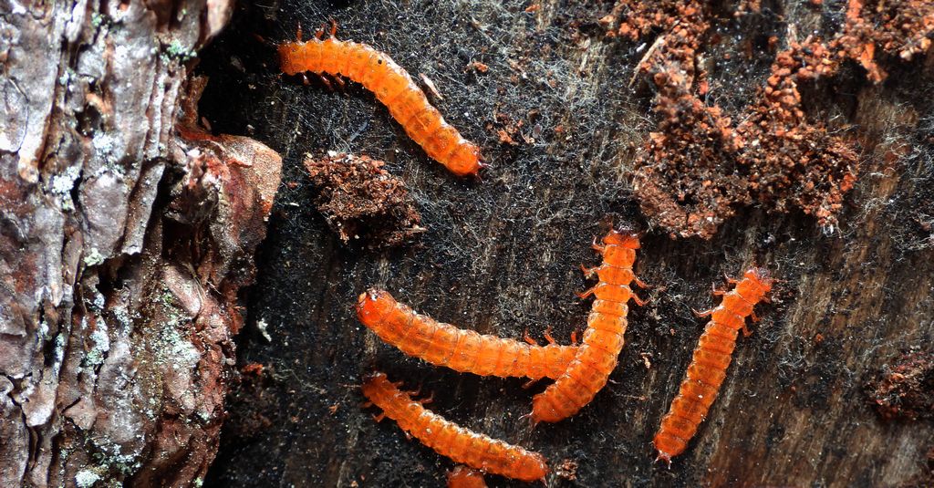 Zgniotek cynobrowy (Cucujus cinnaberinus)