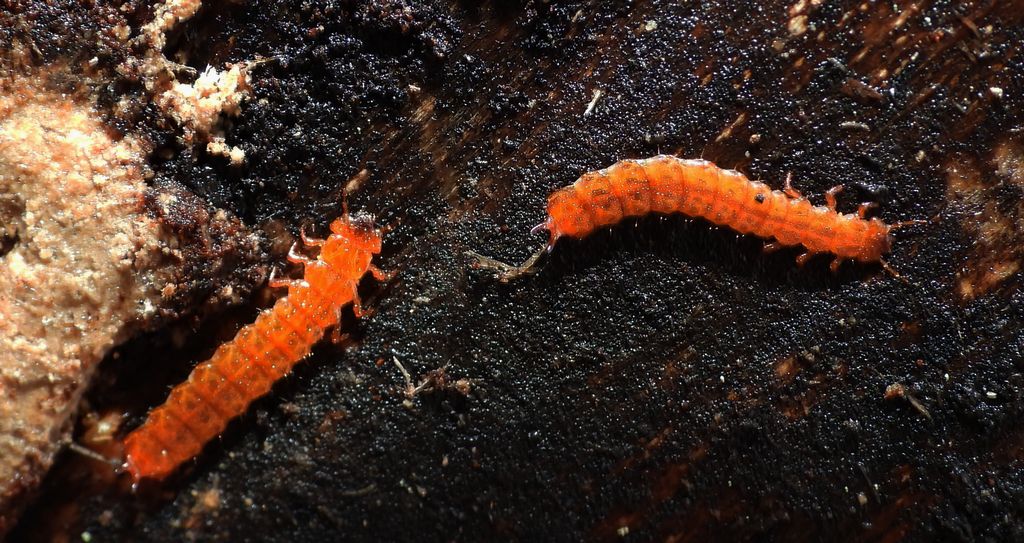 Zgniotek cynobrowy (Cucujus cinnaberinus)