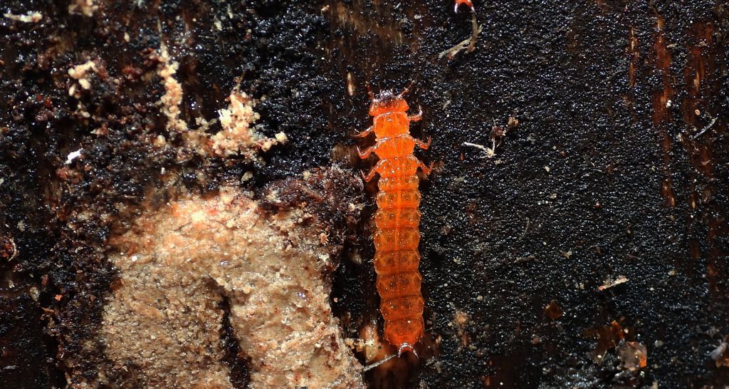 Zgniotek cynobrowy (Cucujus cinnaberinus)